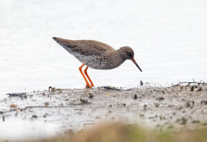 Minsmere